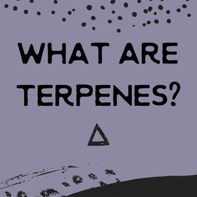 what are terpenes and how do they affect cbd?