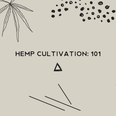 an expert guide to hemp cultivation