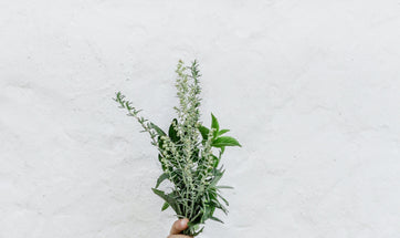 Stressed? you Need adaptogens — The Best Herbs to Pair with CBD