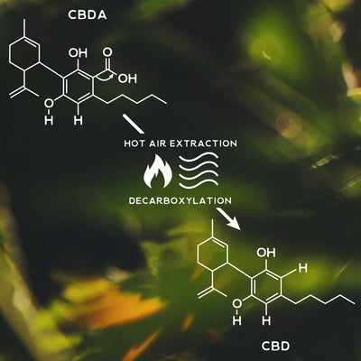 decarboxylation: the activation of cannabinoids